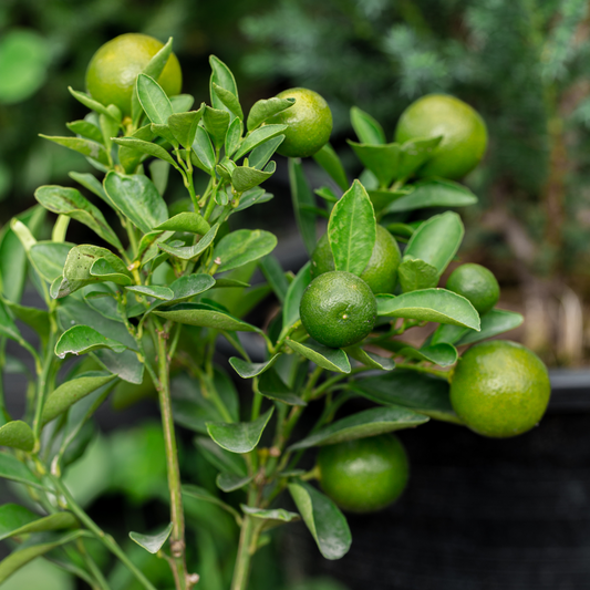 Fruit Trees Limette - 3 Stk - Citrus Aurantifolia - Höhe 25-40Cm - ⌀9Cm 