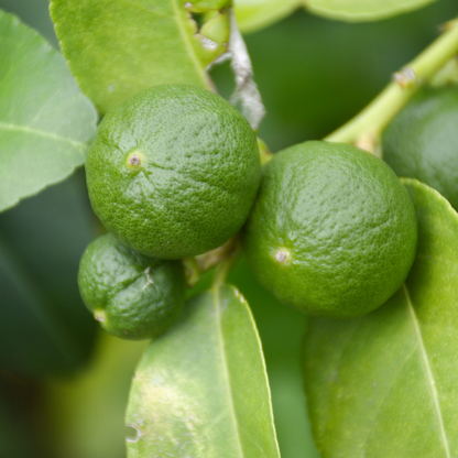 Fruit Trees Limette - 3 Stk - Citrus Aurantifolia - Höhe 25-40Cm - ⌀9Cm 