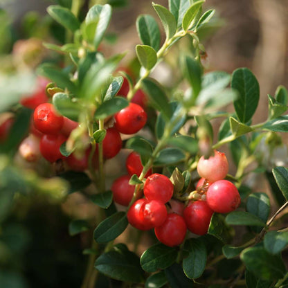 Fruit Trees Preiselbeere - 3 Stk - Vaccinium Macrocarpon 'Cranberry' - Höhe 10-20Cm - ⌀9Cm 