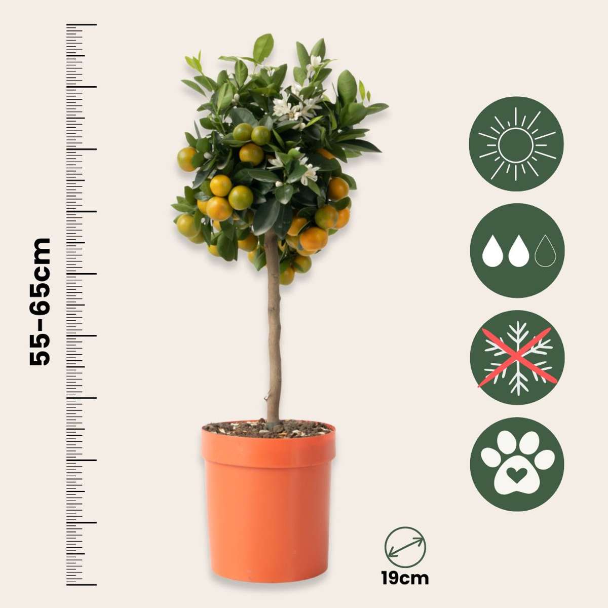 Fruit Trees Orangenbaum - Citrus Mitis 'Calamondin' - Höhe 55-65Cm - ⌀19Cm 