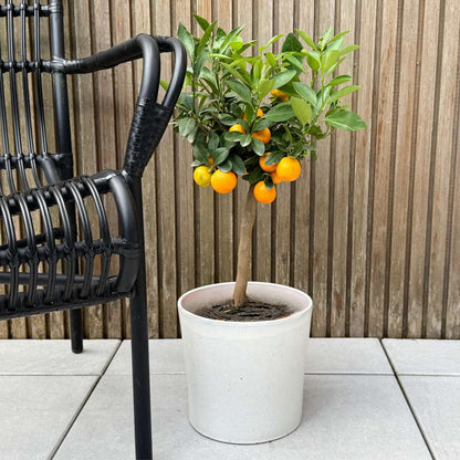 Fruit Trees Orangenbaum - Citrus Mitis 'Calamondin' - Höhe 55-65Cm - ⌀19Cm 