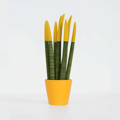 Sansevieria Zylindrischer Bogenhanf - Sansevieria Cylindrica - Höhe 20-40Cm - Topf 9Cm 