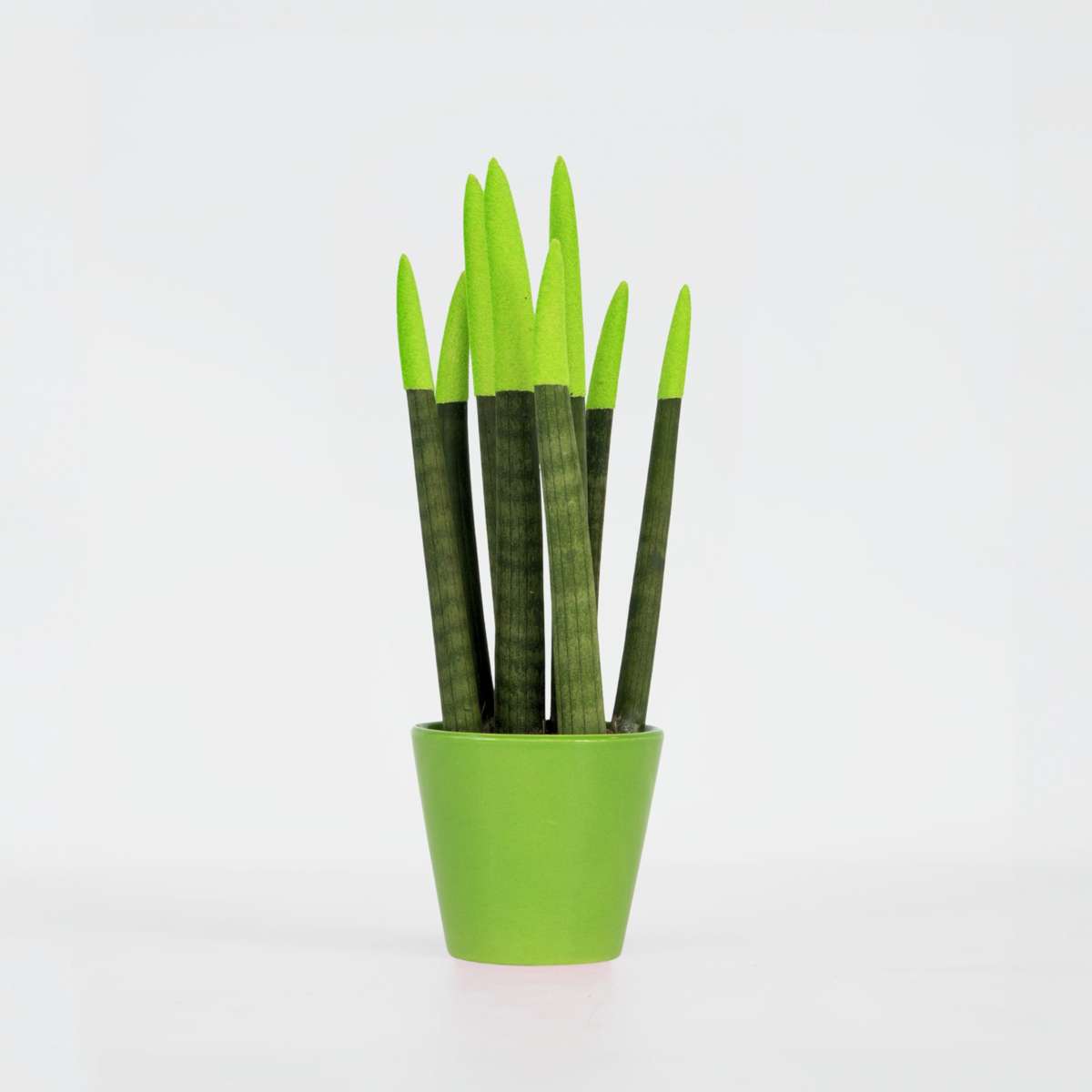 Sansevieria Zylindrischer Bogenhanf - Sansevieria Cylindrica - Höhe 20-40Cm - Topf 9Cm 