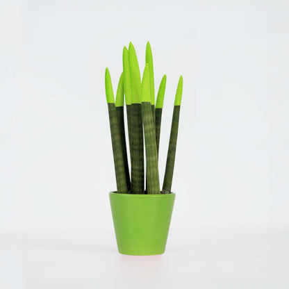 Sansevieria Zylindrischer Bogenhanf - Sansevieria Cylindrica - Höhe 20-40Cm - Topf 9Cm 