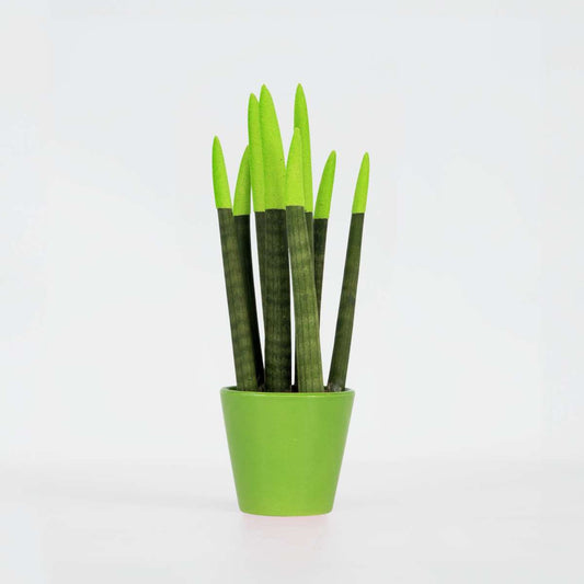 Sansevieria Zylindrischer Bogenhanf - Sansevieria Cylindrica - Höhe 20-40Cm - Topf 9Cm 
