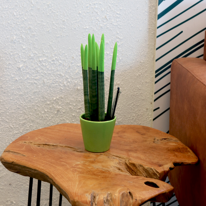 Sansevieria Zylindrischer Bogenhanf - Sansevieria Cylindrica - Höhe 20-40Cm - Topf 9Cm 