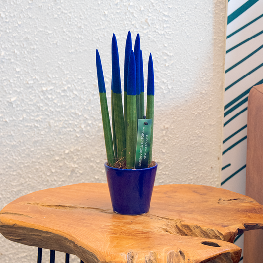 Sansevieria Zylindrischer Bogenhanf - Sansevieria Cylindrica - Höhe 20-40Cm - Topf 9Cm 