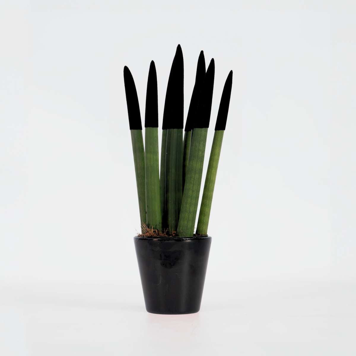 Sansevieria Zylindrischer Bogenhanf - Sansevieria Cylindrica - Höhe 20-40Cm - Topf 9Cm 