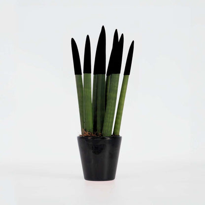 Sansevieria Zylindrischer Bogenhanf - Sansevieria Cylindrica - Höhe 20-40Cm - Topf 9Cm 