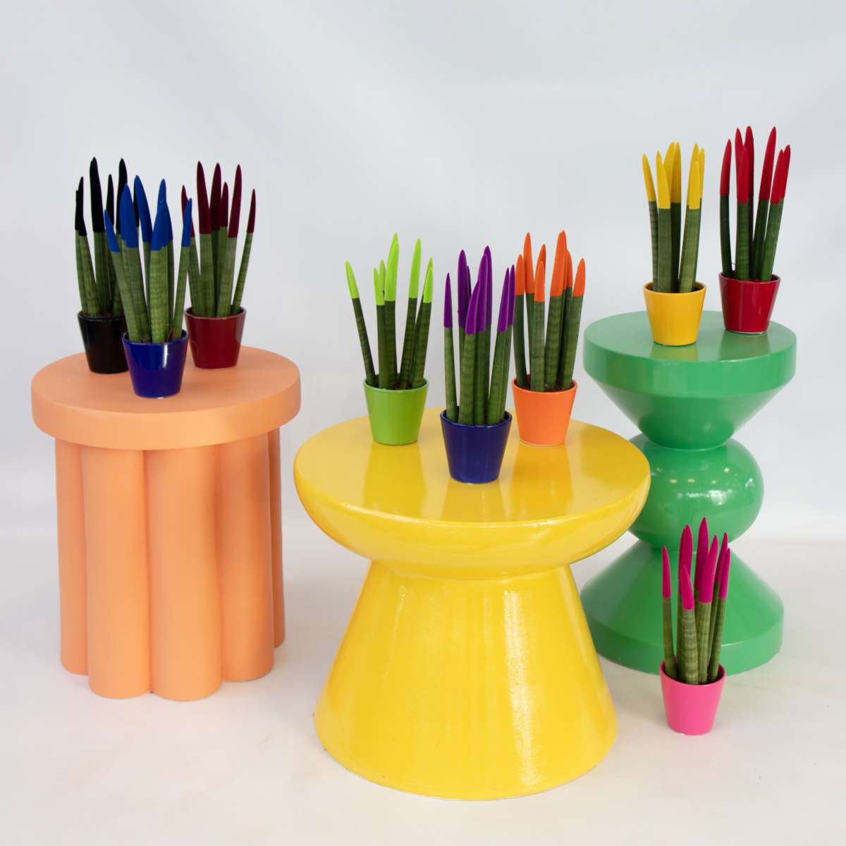 Sansevieria Zylindrischer Bogenhanf - Sansevieria Cylindrica - Höhe 20-40Cm - Topf 9Cm 