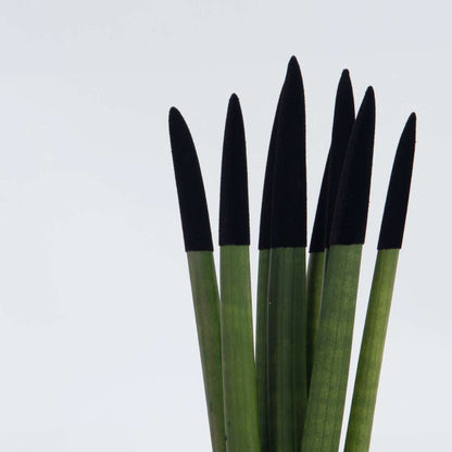 Sansevieria Zylindrischer Bogenhanf - Sansevieria Cylindrica - Höhe 20-40Cm - Topf 9Cm 