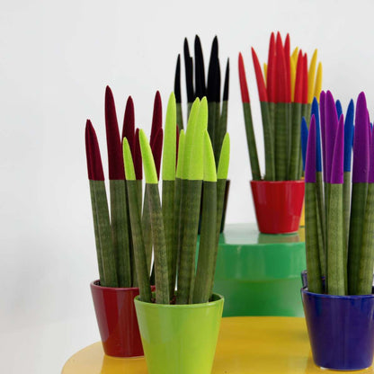 Sansevieria Zylindrischer Bogenhanf - Sansevieria Cylindrica - Höhe 20-40Cm - Topf 9Cm 