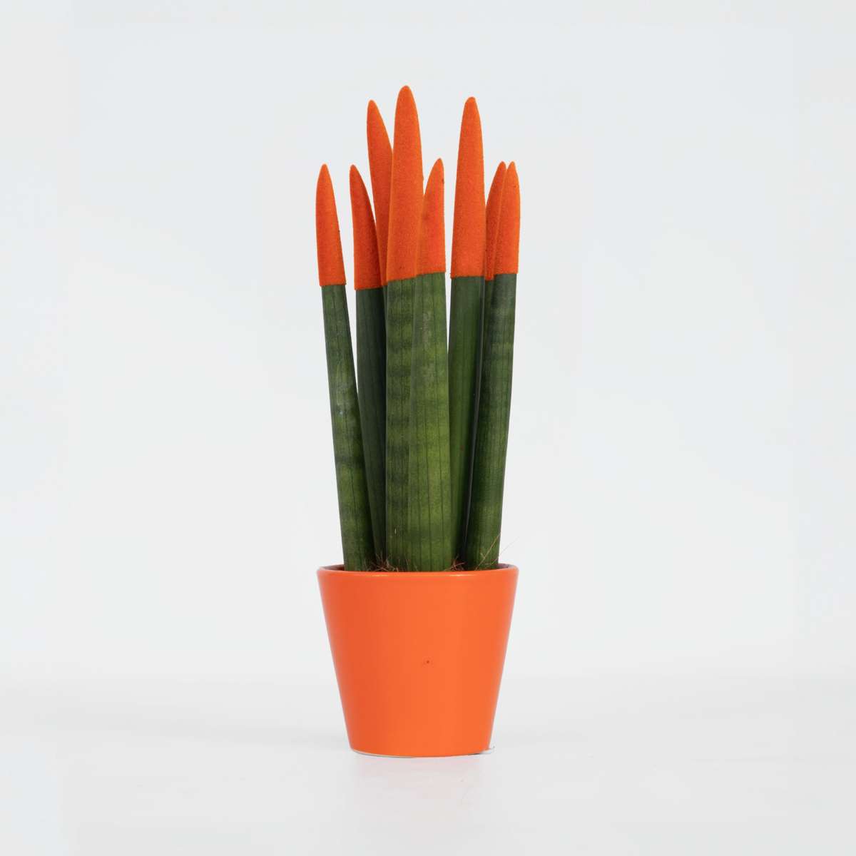 Sansevieria Zylindrischer Bogenhanf - Sansevieria Cylindrica - Höhe 20-40Cm - Topf 9Cm 