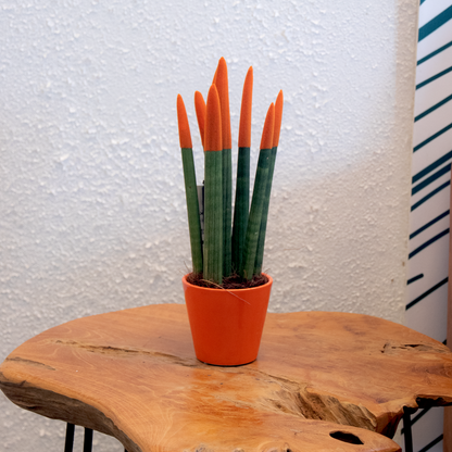 Sansevieria Zylindrischer Bogenhanf - Sansevieria Cylindrica - Höhe 20-40Cm - Topf 9Cm 