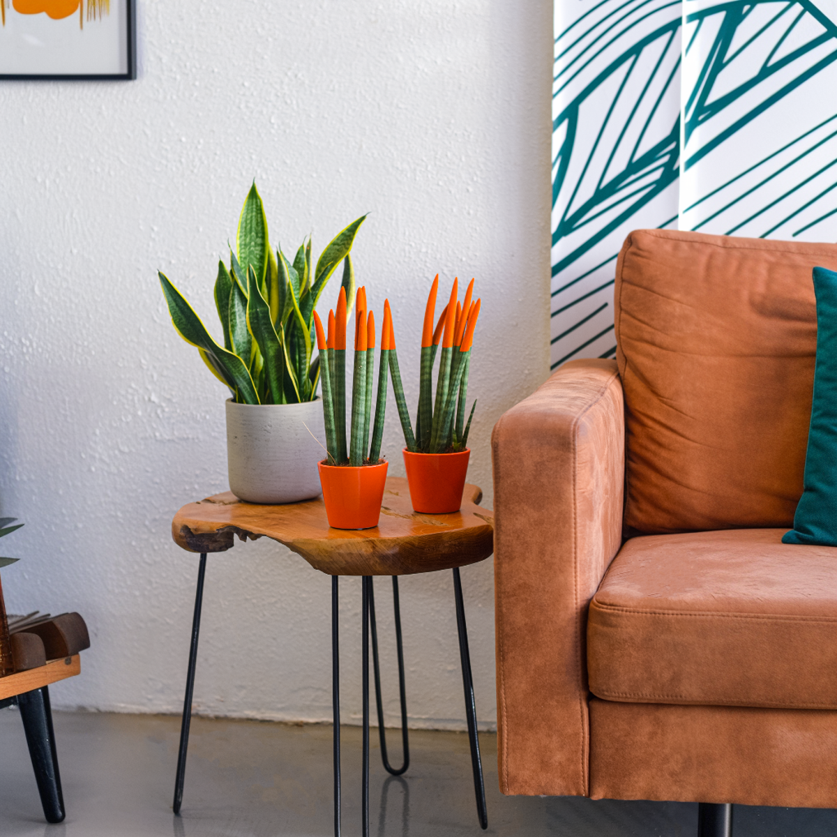 Sansevieria Zylindrischer Bogenhanf - Sansevieria Cylindrica - Höhe 20-40Cm - Topf 9Cm 