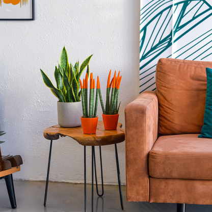 Sansevieria Zylindrischer Bogenhanf - Sansevieria Cylindrica - Höhe 20-40Cm - Topf 9Cm 