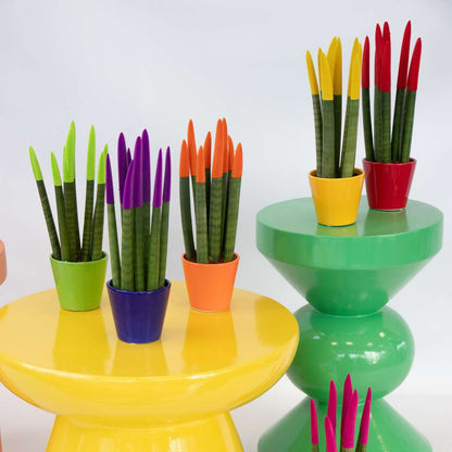 Sansevieria Zylindrischer Bogenhanf - Sansevieria Cylindrica - Höhe 20-40Cm - Topf 9Cm 