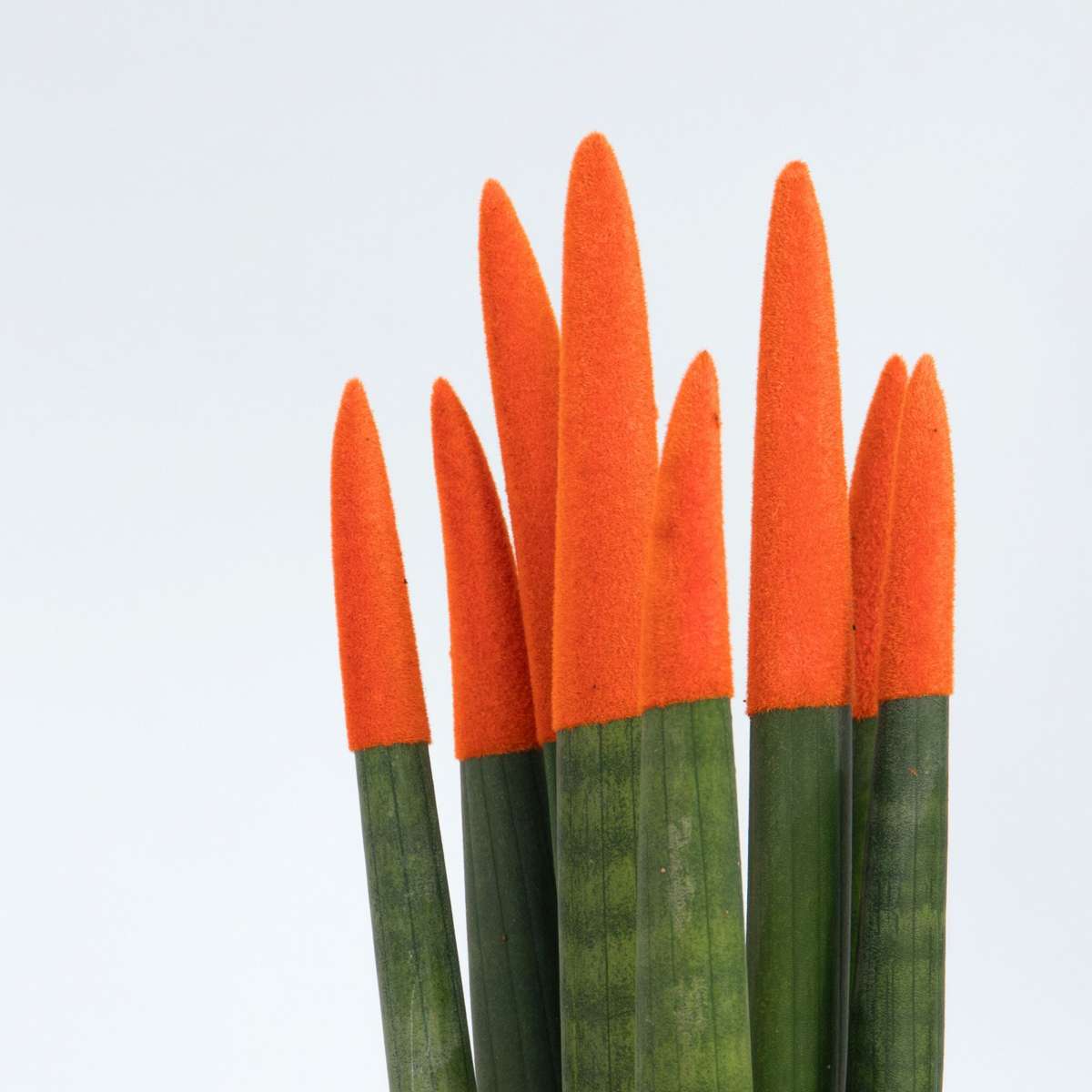 Sansevieria Zylindrischer Bogenhanf - Sansevieria Cylindrica - Höhe 20-40Cm - Topf 9Cm 