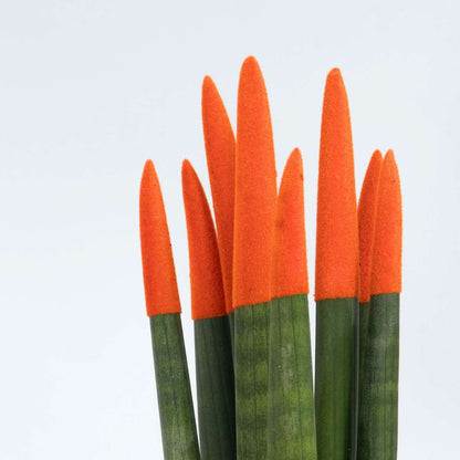 Sansevieria Zylindrischer Bogenhanf - Sansevieria Cylindrica - Höhe 20-40Cm - Topf 9Cm 