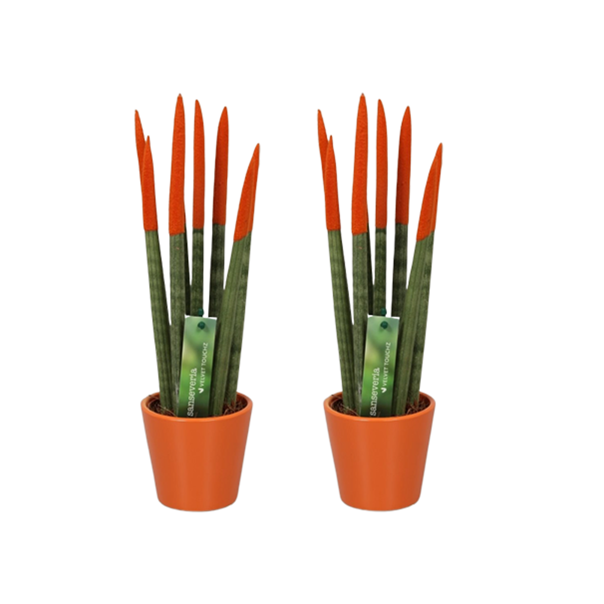 Sansevieria Zylindersansevieria - 2 Stk - Sansevieria Cylindrica - Höhe 20-40Cm - ⌀9Cm 
