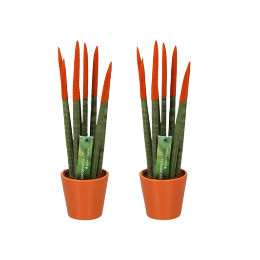 Sansevieria Zylindersansevieria - 2 Stk - Sansevieria Cylindrica - Höhe 20-40Cm - ⌀9Cm 