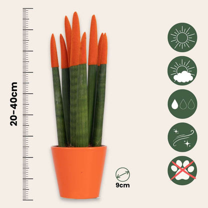 Sansevieria Zylindersansevieria - 2 Stk - Sansevieria Cylindrica - Höhe 20-40Cm - ⌀9Cm 