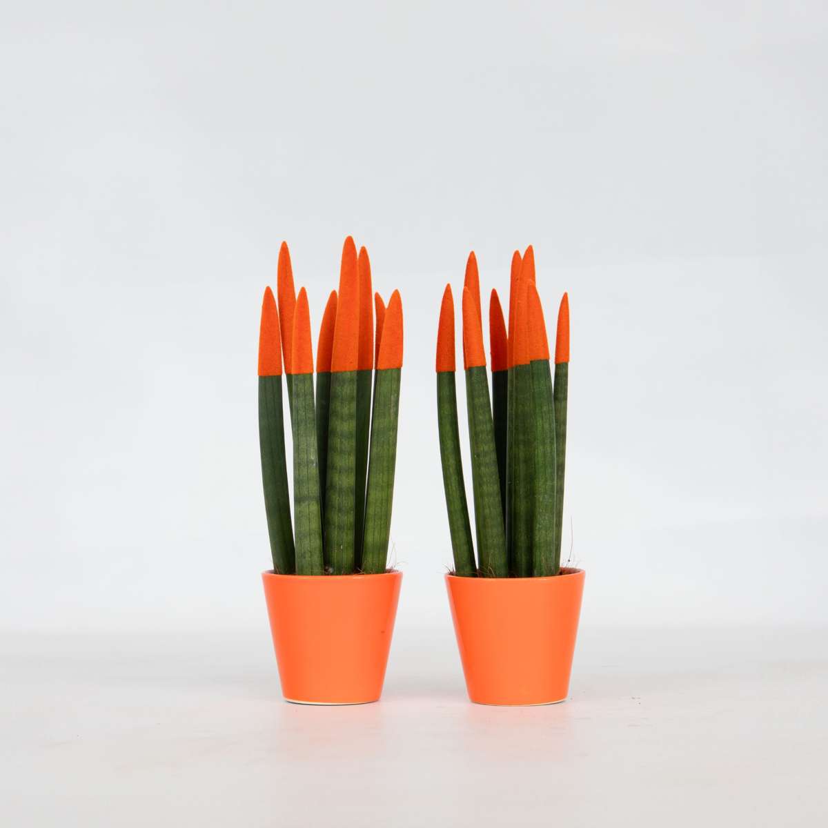 Sansevieria Zylindersansevieria - 2 Stk - Sansevieria Cylindrica - Höhe 20-40Cm - ⌀9Cm 