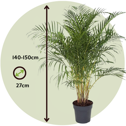 Indoor Palms Goldfruchtpalme - Dypsis Lutescens - Höhe 140-150Cm - ⌀27Cm 