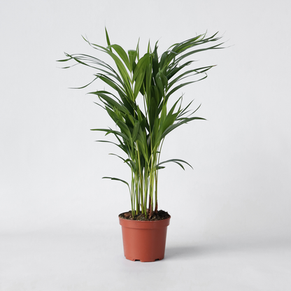 Indoor Palms Goldfruchtpalme - Dypsis Lutescens - Höhe 60-70Cm - ⌀17Cm 