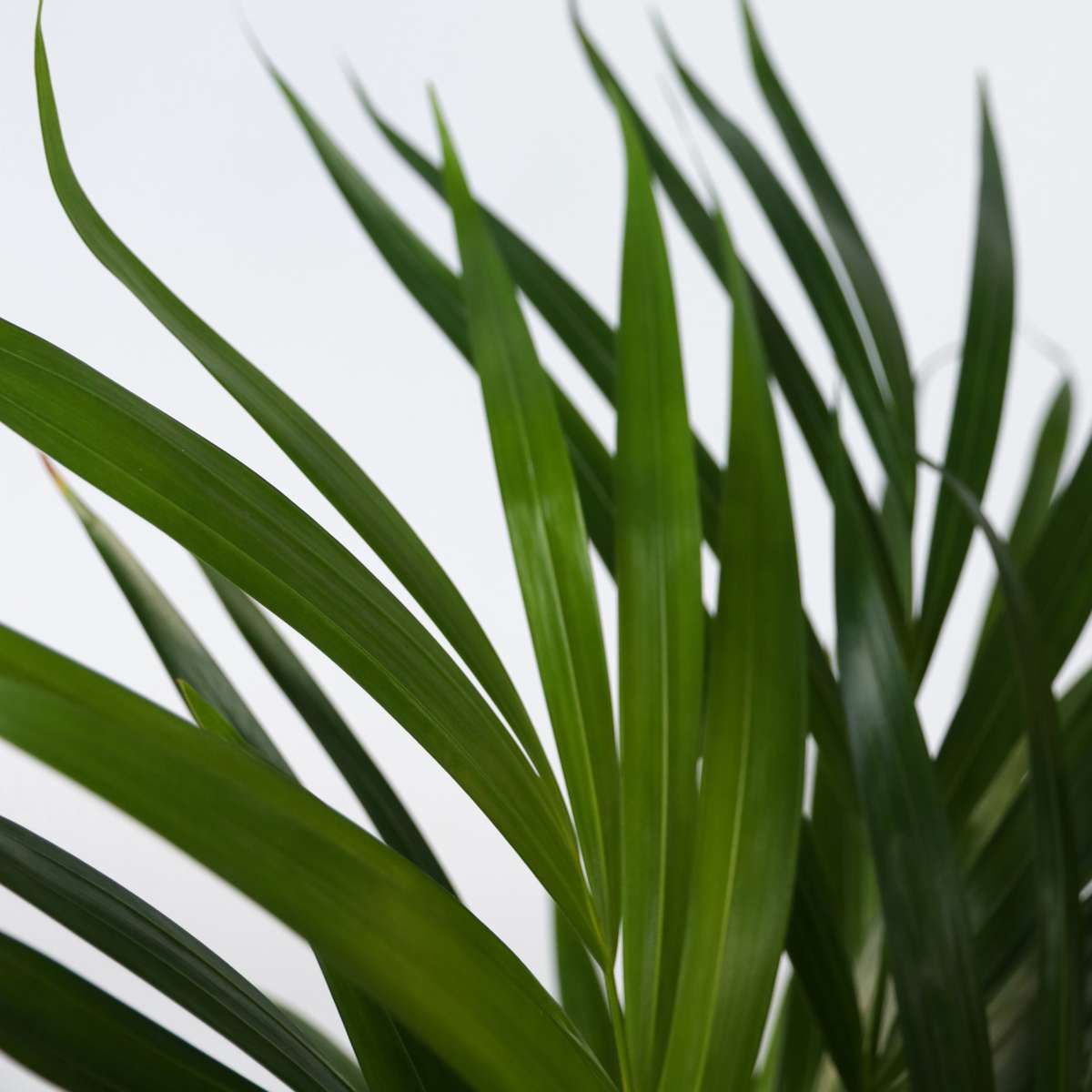 Indoor Palms Goldfruchtpalme - 4 Stk - Dypsis Lutescens - Höhe 30-45Cm - ⌀12Cm 