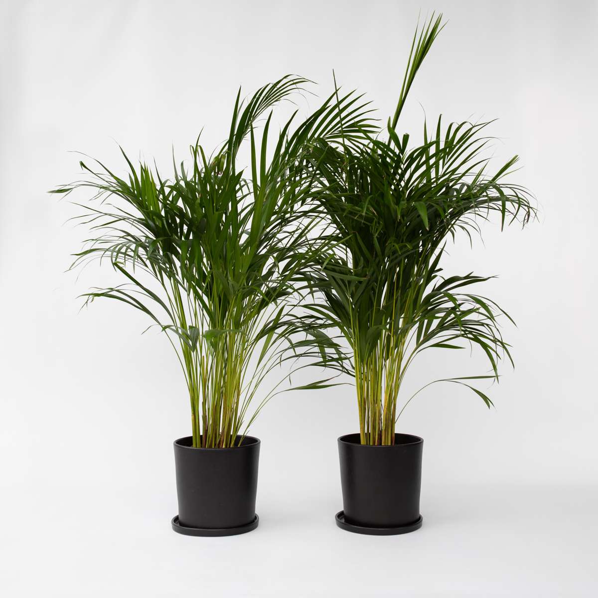 Indoor Palms Goldfruchtpalme - 2 Stk - Dypsis Lutescens - Höhe 100-120Cm - ⌀21Cm 