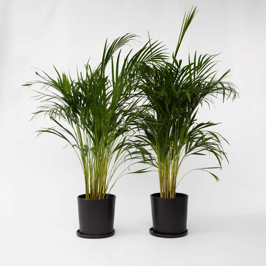 Indoor Palms Goldfruchtpalme - 2 Stk - Dypsis Lutescens - Höhe 100-120Cm - ⌀21Cm 