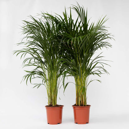 Indoor Palms Goldfruchtpalme - 2 Stk - Dypsis Lutescens - Höhe 100-120Cm - ⌀21Cm 