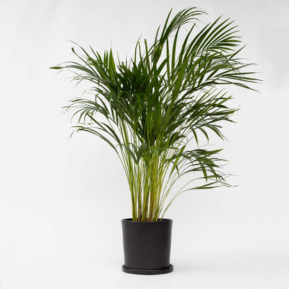 Indoor Palms Goldfruchtpalme - Dypsis Lutescens - Höhe 100-120Cm - ⌀21Cm 