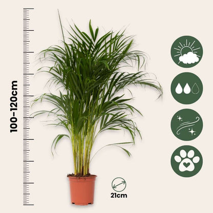 Indoor Palms Goldfruchtpalme - Dypsis Lutescens - Höhe 100-120Cm - ⌀21Cm 