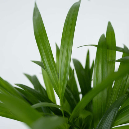 Indoor Palms Goldfruchtpalme - Dypsis Lutescens - Höhe 100-120Cm - ⌀21Cm 