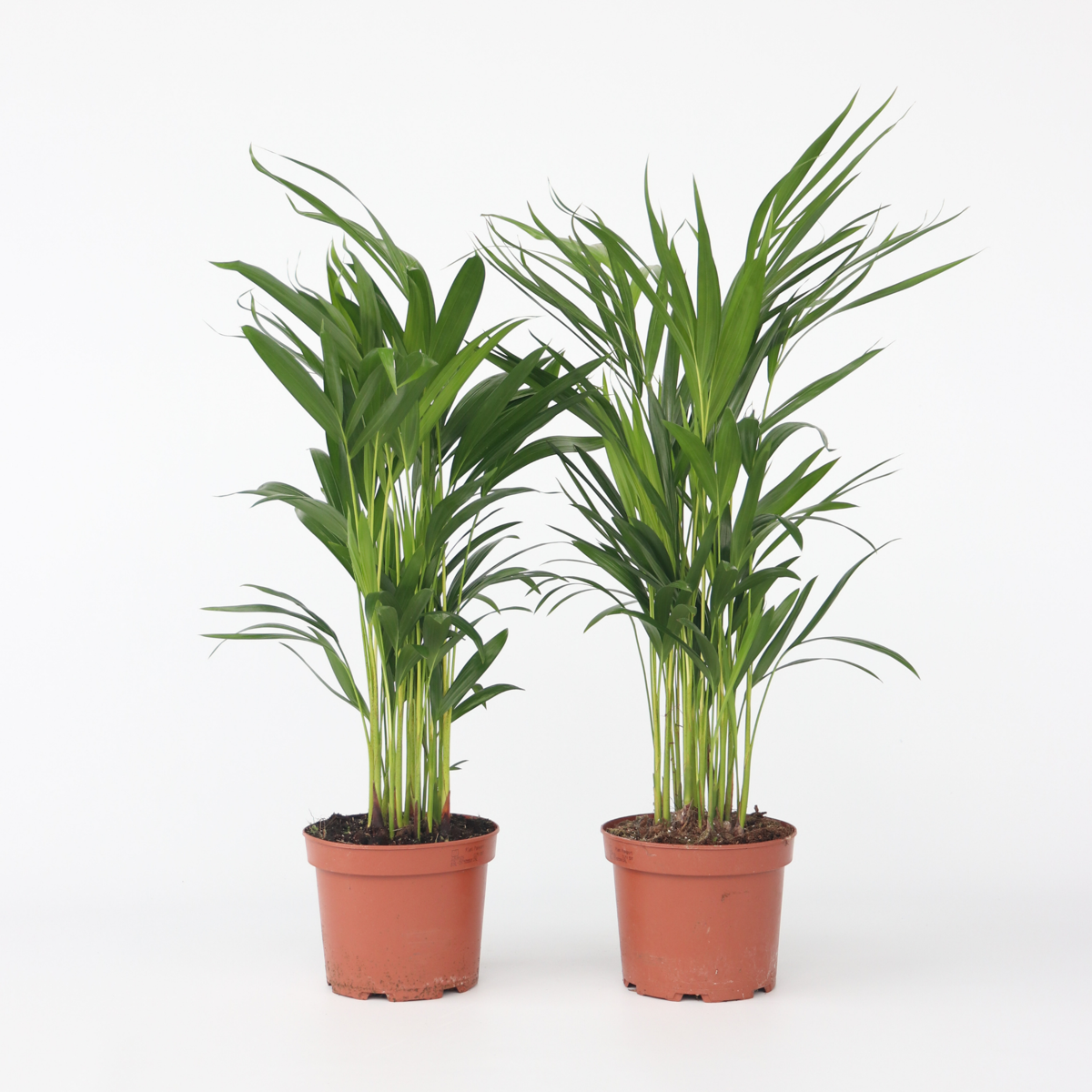 Indoor Palms Goldfruchtpalme - 4 Stk - Dypsis Lutescens - Höhe 60-70Cm - ⌀17Cm 
