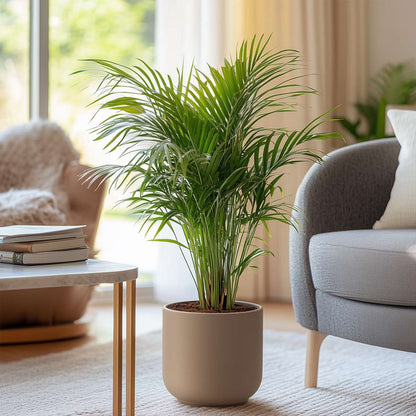 Indoor Palms Goldfruchtpalme - 2 Stk - Dypsis Lutescens - Höhe 60-70Cm - ⌀17Cm 