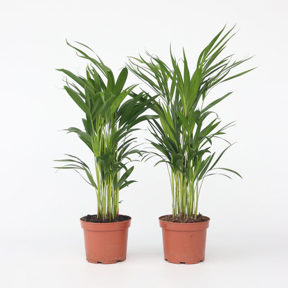 Indoor Palms Goldfruchtpalme - 2 Stk - Dypsis Lutescens - Höhe 60-70Cm - ⌀17Cm 
