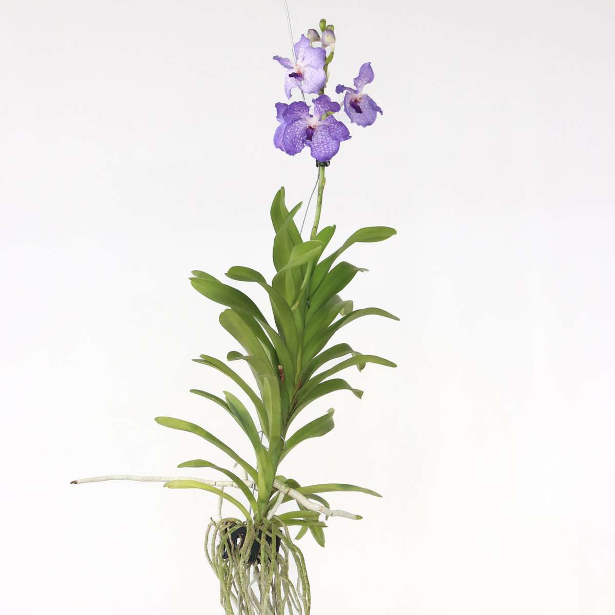 Vanda-Orchidee - Vanda 'New Blue' - Höhe 55-65Cm 