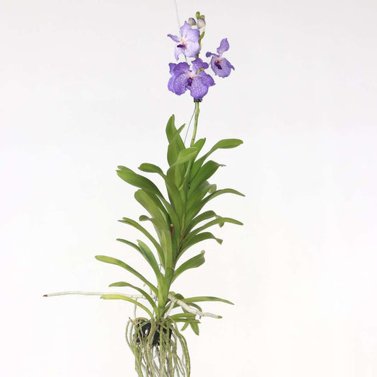 Vanda-Orchidee - Vanda 'New Blue' - Höhe 55-65Cm 