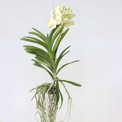 Vanda-Orchidee - Vanda 'Tayanee White' - Höhe 45-55Cm 