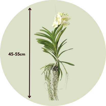 Vanda-Orchidee - Vanda 'Tayanee White' - Höhe 45-55Cm 
