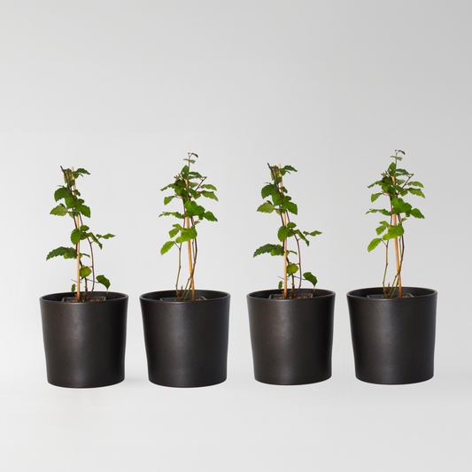 Fruit Trees Brombeerpflanzen - 2 Stk - Rubus Fruticosus 'Thornfree' - Höhe 50-60Cm - ⌀15Cm 