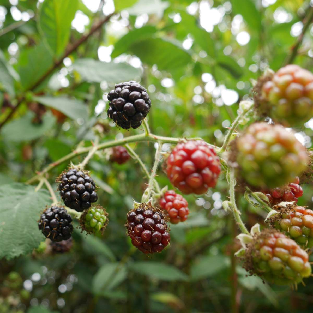 Fruit Trees Brombeerpflanzen - 2 Stk - Rubus Fruticosus 'Thornfree' - Höhe 50-60Cm - ⌀15Cm 