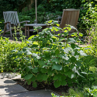 Fruit Trees Brombeerpflanzen - 2 Stk - Rubus Fruticosus 'Thornfree' - Höhe 50-60Cm - ⌀15Cm 