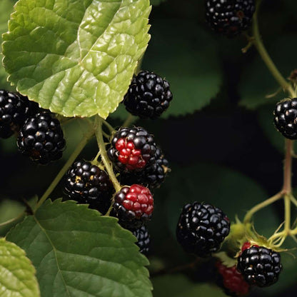 Fruit Trees Brombeerpflanzen - 2 Stk - Rubus Fruticosus 'Thornfree' - Höhe 50-60Cm - ⌀15Cm 