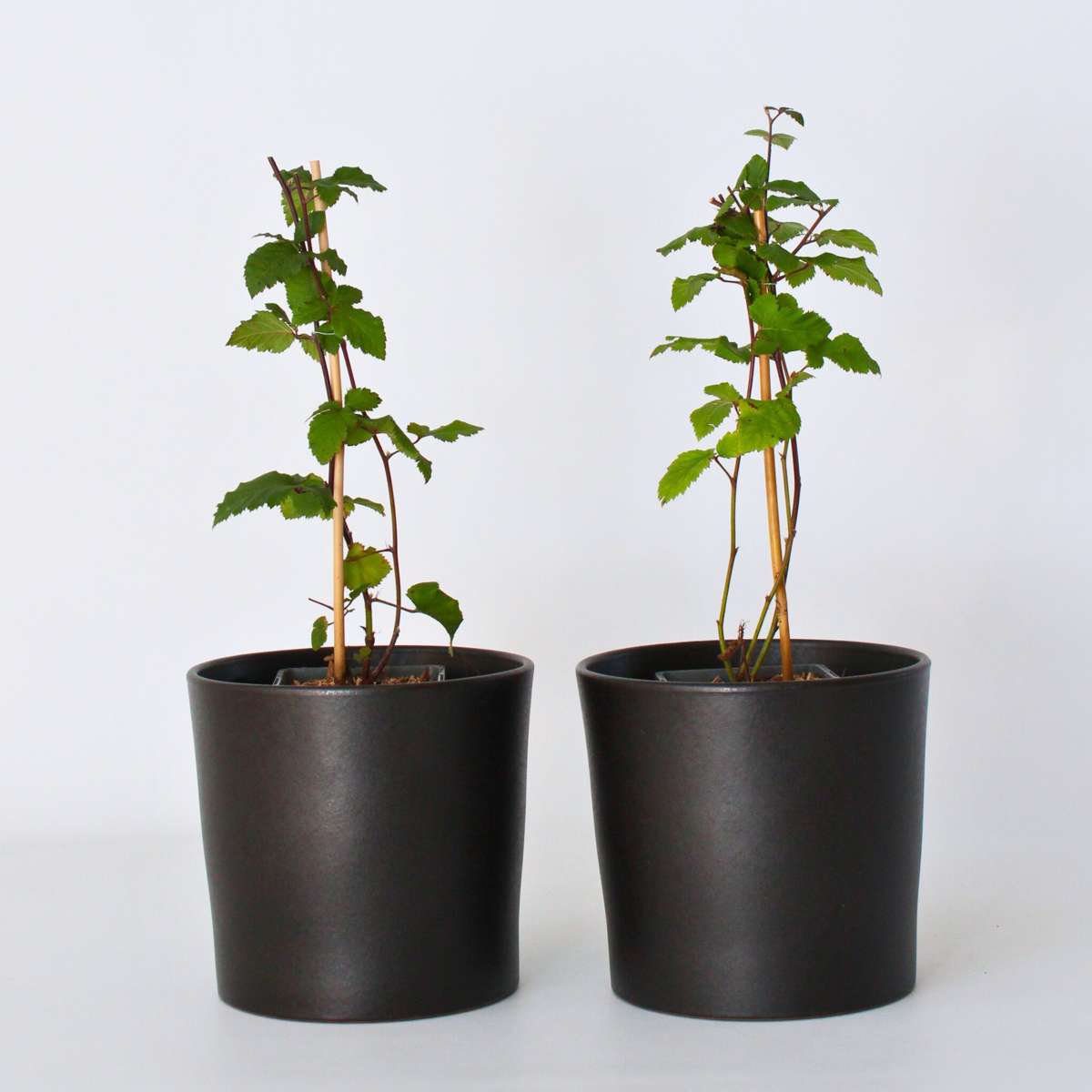 Fruit Trees Brombeerpflanzen - 2 Stk - Rubus Fruticosus 'Thornfree' - Höhe 50-60Cm - ⌀15Cm 