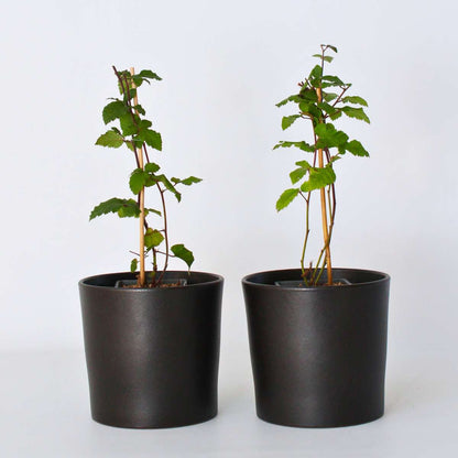 Fruit Trees Brombeerpflanzen - 2 Stk - Rubus Fruticosus 'Thornfree' - Höhe 50-60Cm - ⌀15Cm 