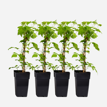 Fruit Trees Himbeerpflanze - 4 Stk - Rubus Idaeus 'Malling Promise' - Höhe 50-60Cm - ⌀15Cm 